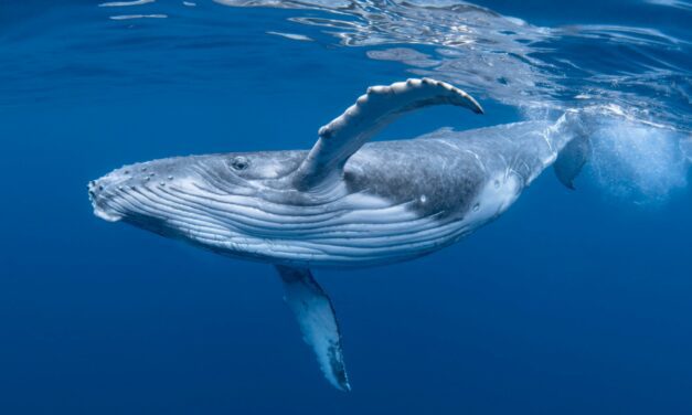 ABB Launches Dynafin™: A Whale-Inspired Propulsion System for the Marine Industry