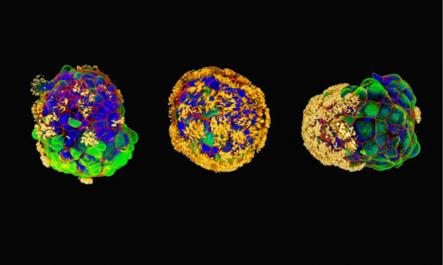 Anthrobots: Tiny Biological Healers from Human Cells Show Remarkable Regenerative Abilities